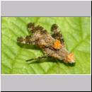 Oxyna parietina - Bohrfliege 03a Paarung.jpg